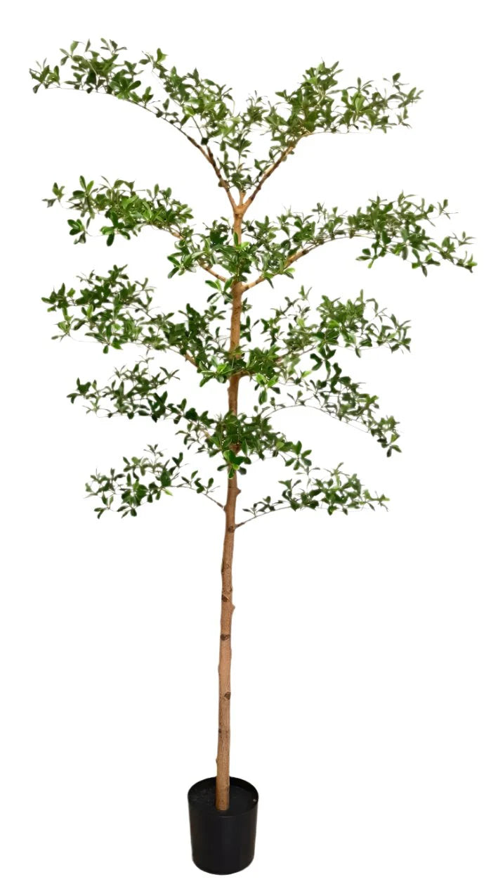 shady lady indoor plant 7' Shady Lady Tree