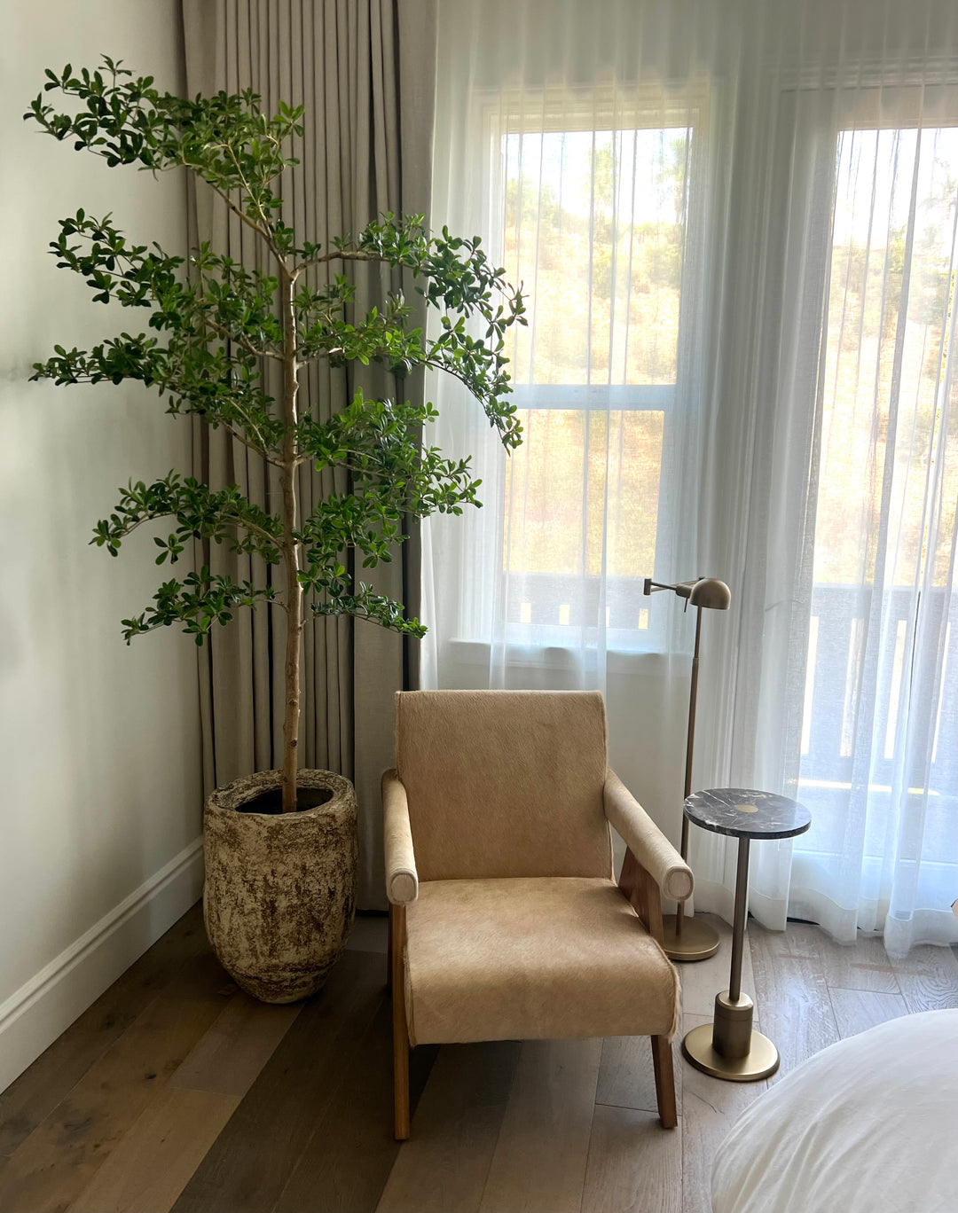 shady lady indoor plant 8' Shady Lady Tree